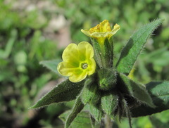 Nonea flavescens