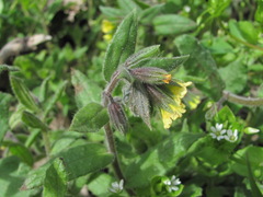 Nonea flavescens