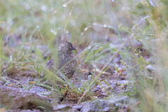 Turnix sylvaticus lepurana