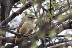 Sylvietta rufescens flecki