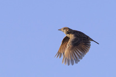 Mirafra fasciolata fasciolata