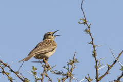 Certhilauda chuana