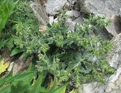 Nonea intermedia