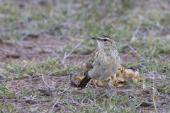 Certhilauda chuana