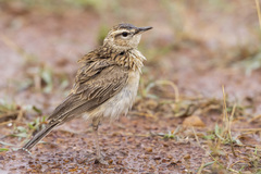 Certhilauda chuana