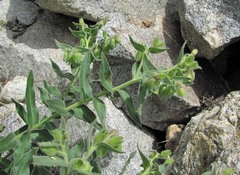 Nonea intermedia