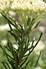 Cassinia complanata