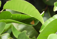 Pseudotajuria donatana