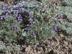 Lupinus tegeticulatus