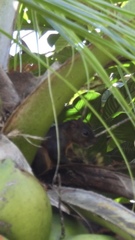 Sciurus variegatoides