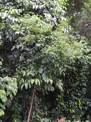 Polyscias diversifolia