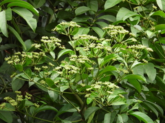 Polyscias diversifolia