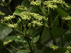 Polyscias diversifolia