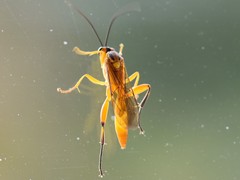 Theronia