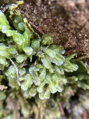 Symphyogyna podophylla