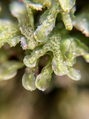 Symphyogyna podophylla