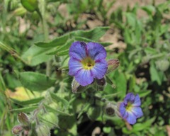Nonea versicolor