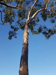 Corymbia henryi