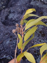 Corymbia henryi