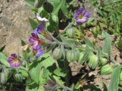 Nonea versicolor