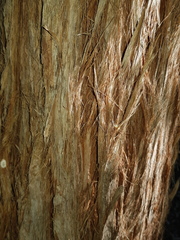 Eucalyptus resinifera