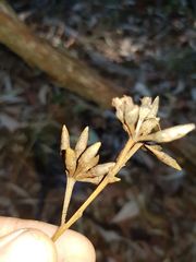 Eucalyptus resinifera