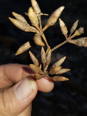 Eucalyptus resinifera