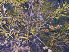 Leptospermum variabile