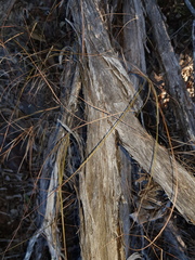 Leptospermum variabile