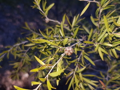Leptospermum variabile
