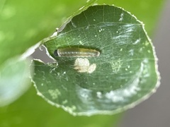 Mooreana trichoneura
