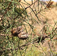 Hakea mitchellii