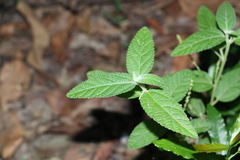 Acalypha nemorum