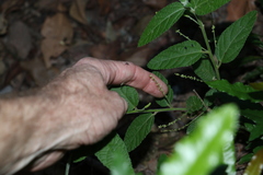 Acalypha nemorum