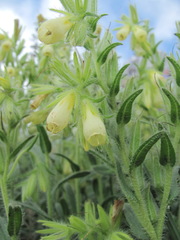 Onosma montana