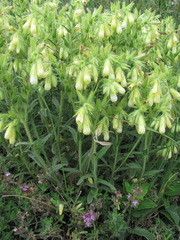 Onosma montana