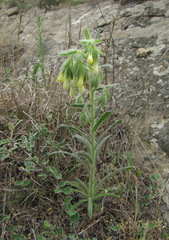 Onosma microcarpa