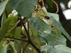 Mooreana trichoneura