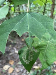 Mooreana trichoneura