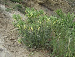 Onosma microcarpa