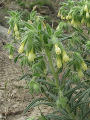 Onosma microcarpa