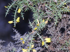 Ulex argenteus subsericeus