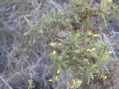 Ulex argenteus subsericeus