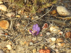 Crocus serotinus