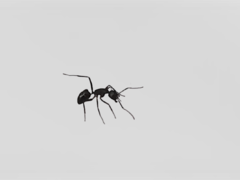 Camponotus