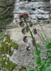 Solenanthus circinnatus