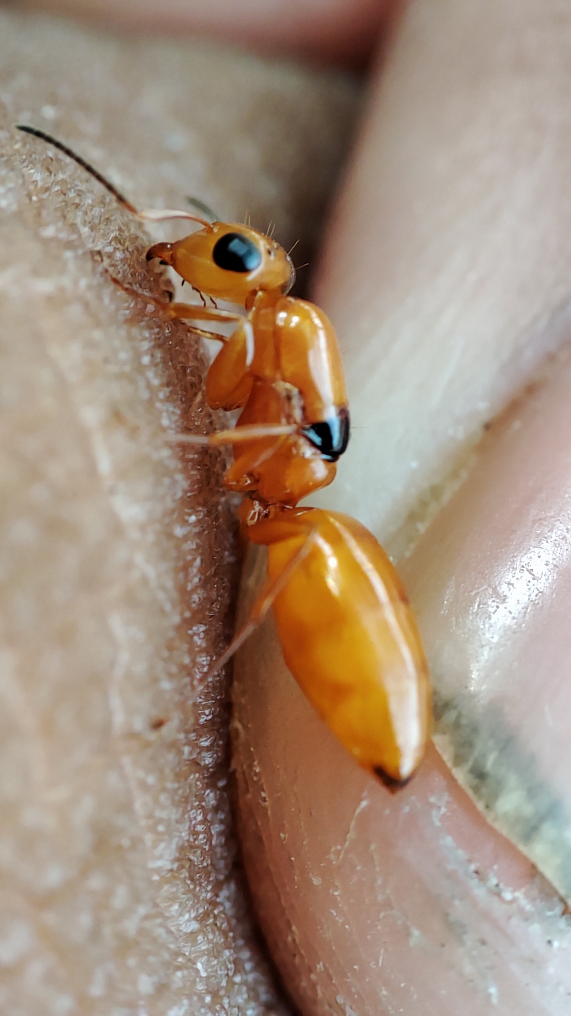 Opisthopsis manni