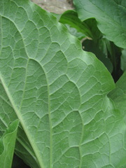 Solenanthus circinnatus