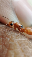 Opisthopsis