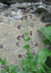 Solenanthus circinnatus